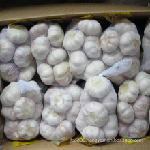 New Fresh Garlic with Bag, Carton Packing